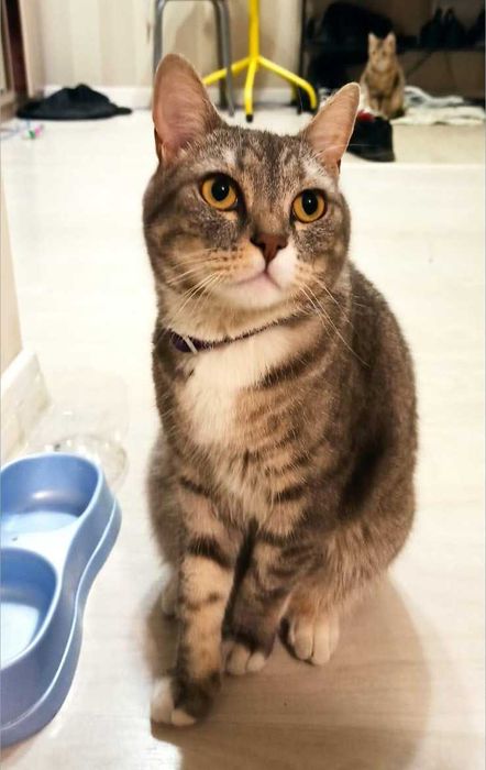 Ласковый кот в добрые руки (кастрирован), помесь британца