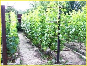 Обрезка Винограда в Атырау.