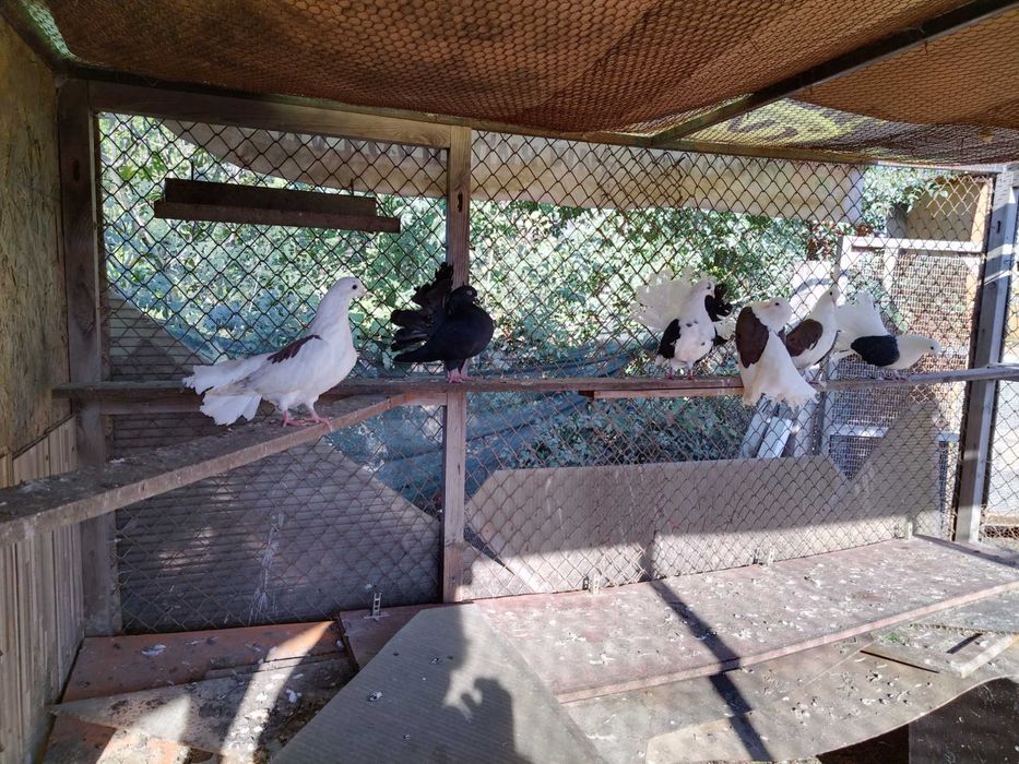 Продавам красиви гълъби