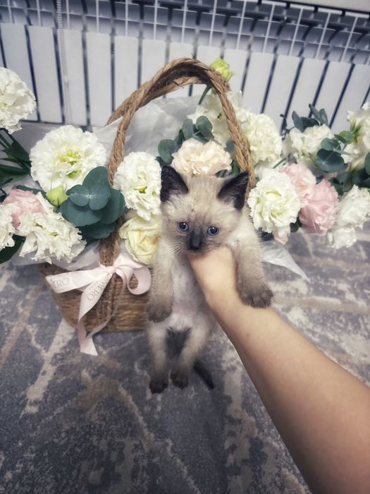Котенок/ отдам в добрые руки