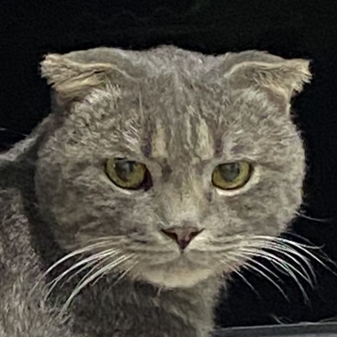 Scottish fold Mushuk sotiladi Chichiq shahri