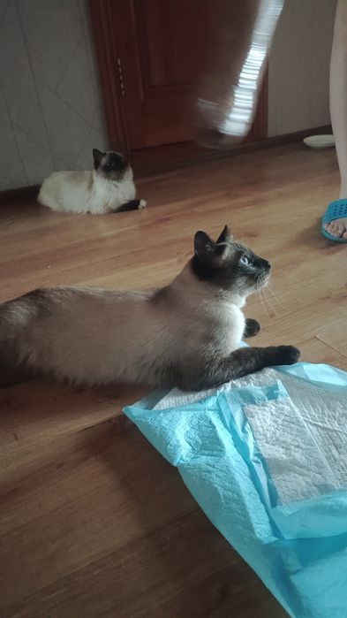 Сиамский кострированный кот