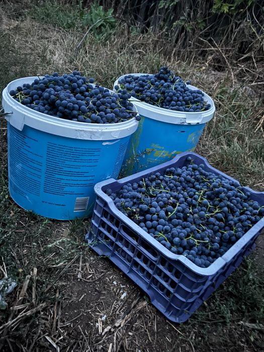 Продам виноград изабелла