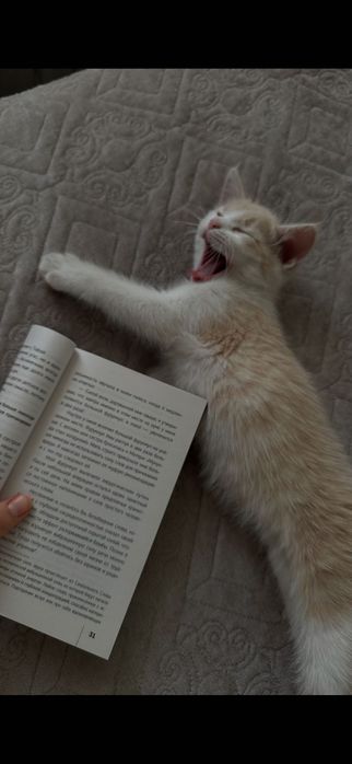 Маленький котенок с лотком