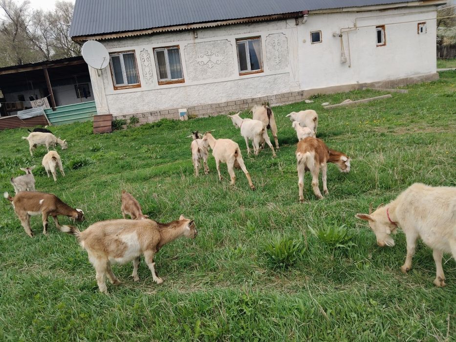 Сұтті ешклер сатылады