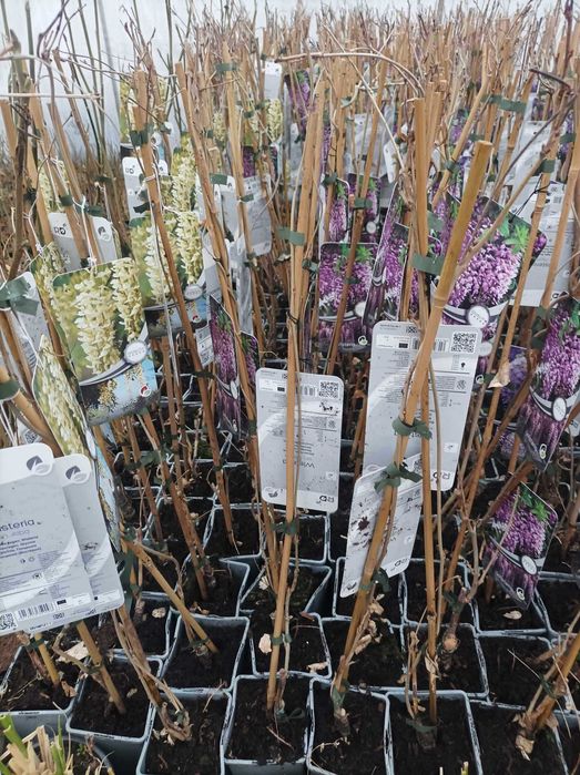 Вистерия -Глициния