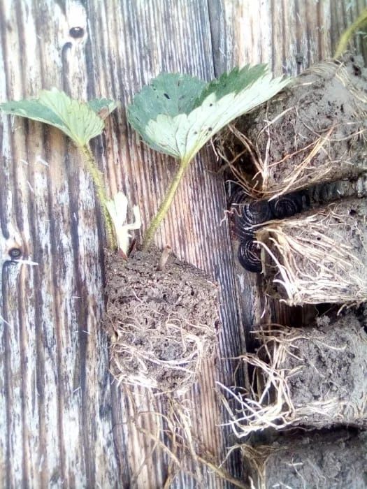 Vând stoloni capsuni