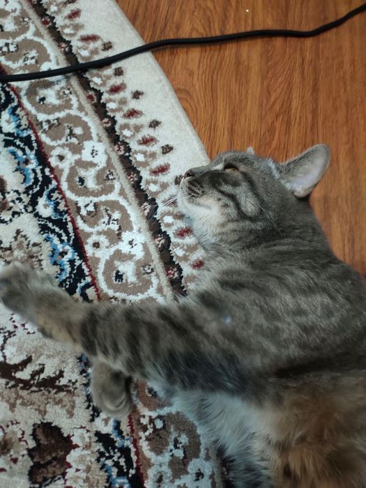 Нашли кота. Ищем хозяина