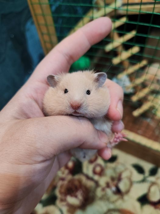 Хомяк сирийский мальчик