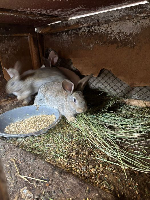 Крольчата фландеры