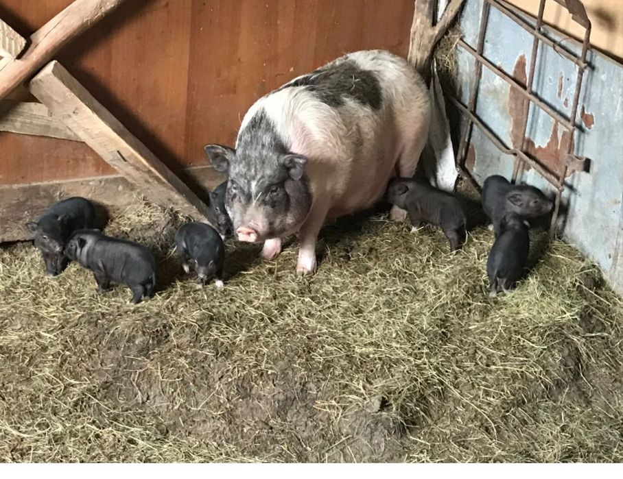 Виетнамски прасенца чистокръвни