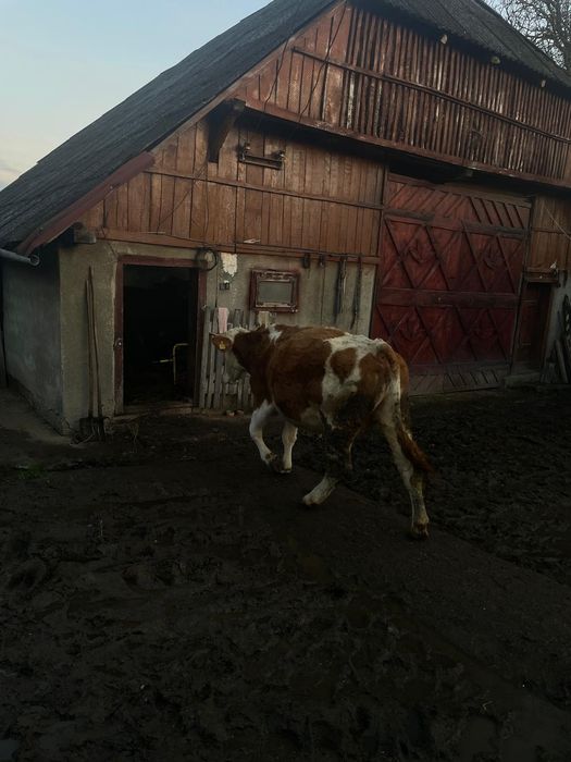 Văcuță la a doua fătare