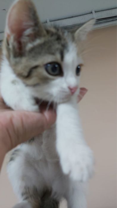 Отдам котенка беслатно