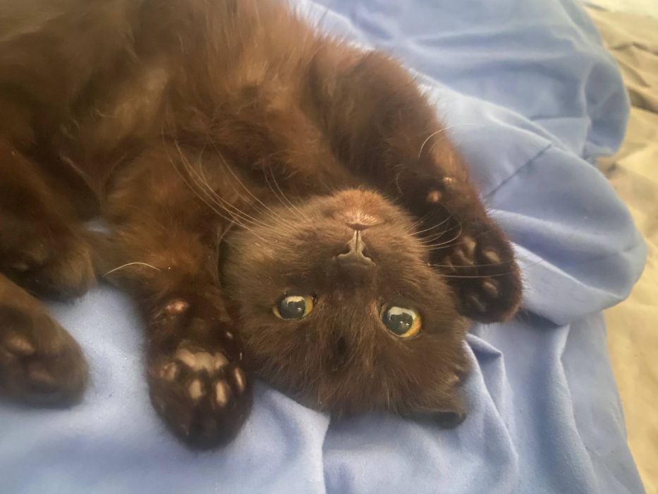 котенок с лотком