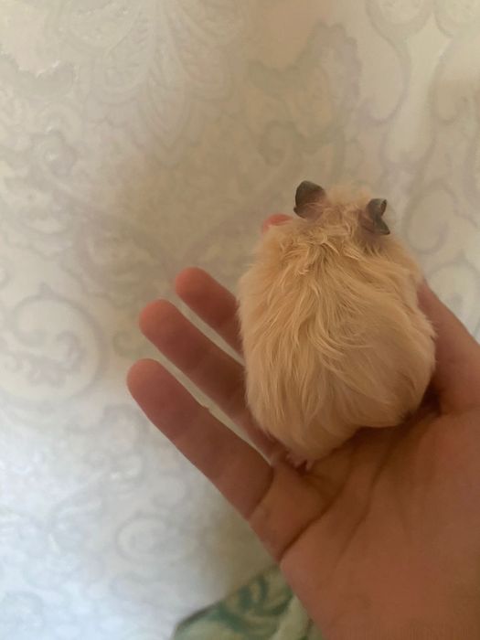 продам хомяк сириский 5шт