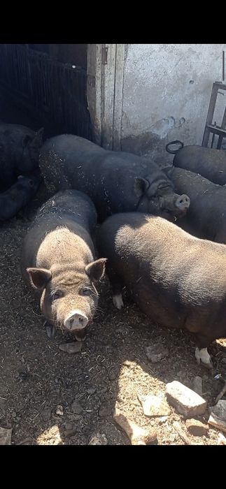 Продам свиней 8 голов.