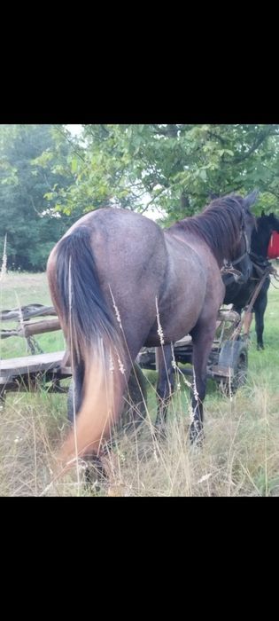 Vînd cîrlan de 3 ani,  învățat la cărută , ofer orice proba,  preț 38 mil negociabil, tel 0729552490