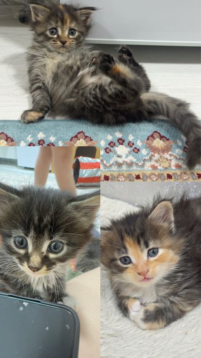 Котята, мама Мейн кун