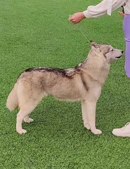 Продаются щенки Сибирский Хаски