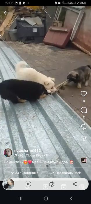 Дарю щенят!        .