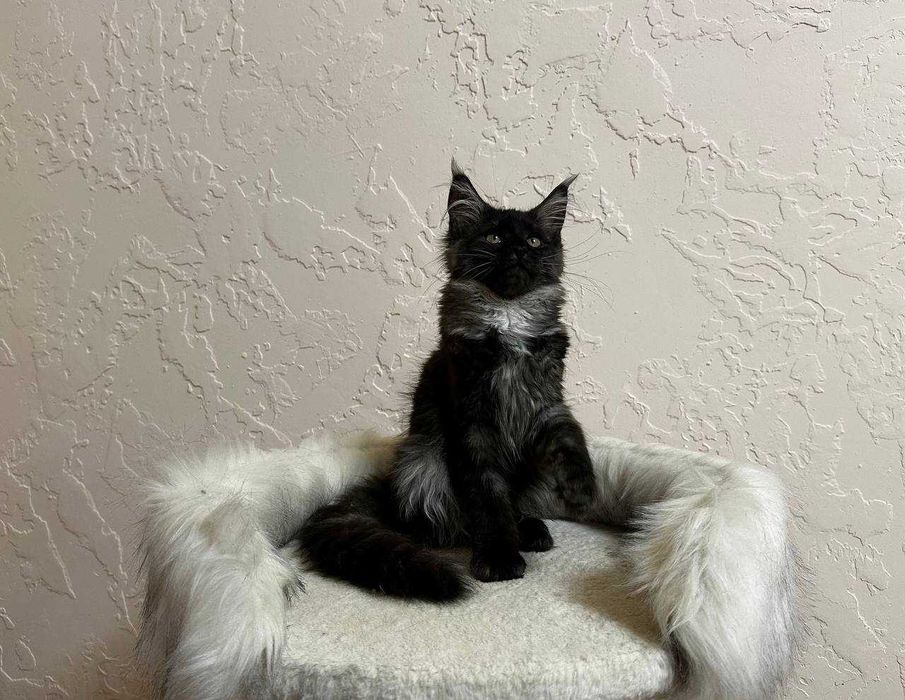 Продаются котята породы мейнкун
