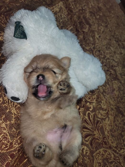 Померанский шпиц