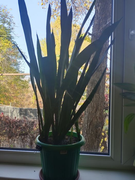 Продам комнатные красивые цветы