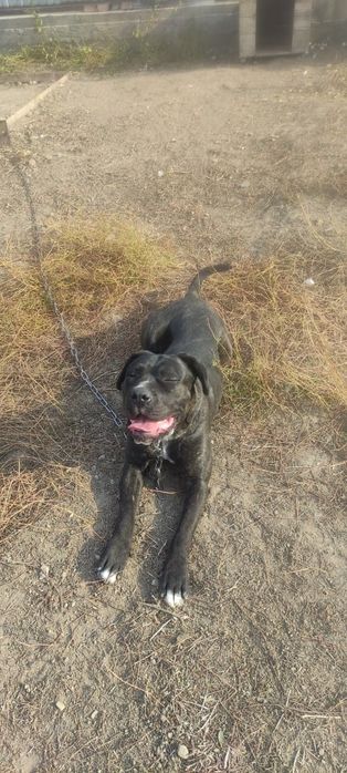 Собака породистая.