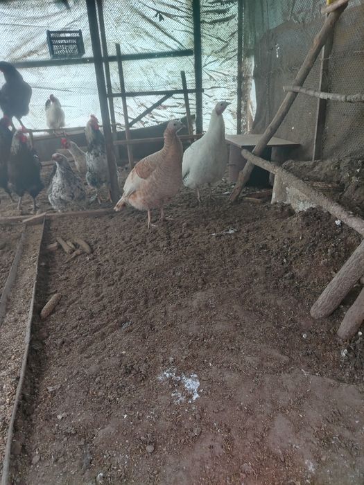 Продаю индюки и петуха