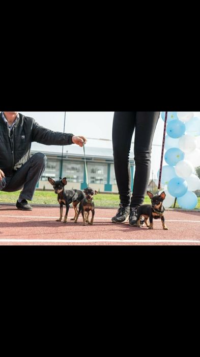 Вязка той-терьера