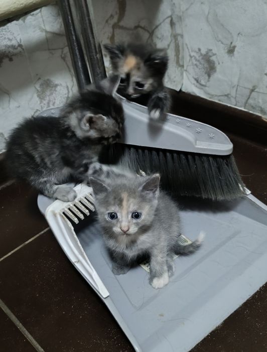 Котята бесплатно