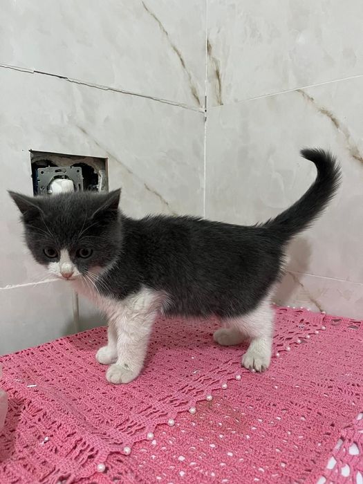 Британский котенок, девочка