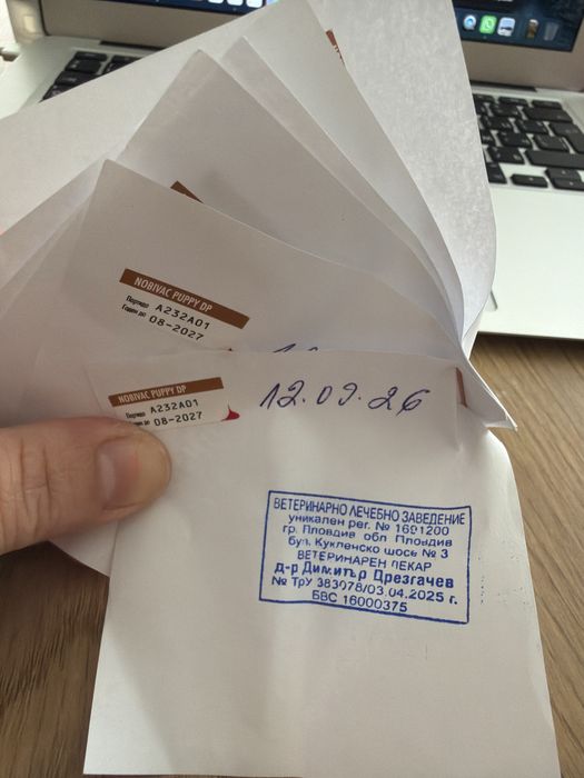 Продавам Джакчета Ръселсчета Териер
