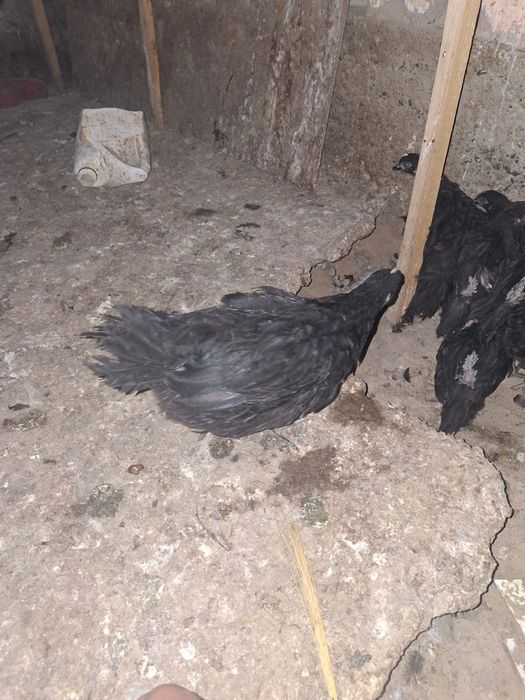 Гиган шөжектері сатылады