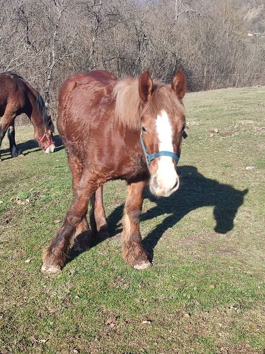 Vând mânz ardenez de 9 luni foarte cuminte