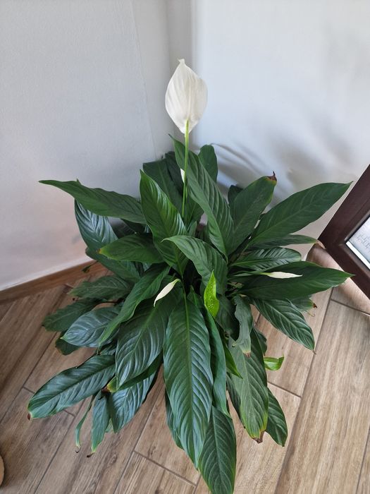 Planta decorativa de interior
