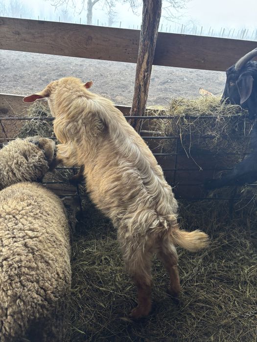 Berbecuți de sacrificat