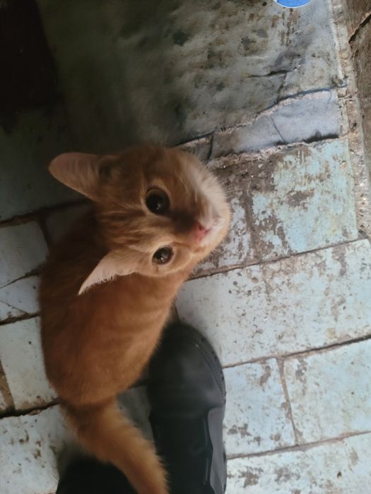 Кошечка ищет дом.