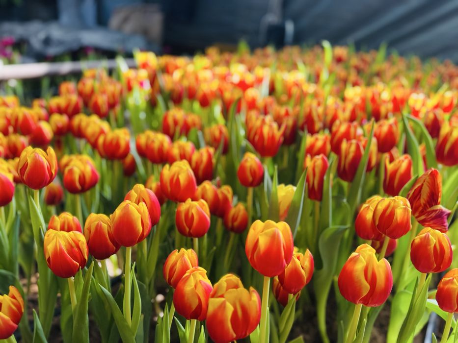 Тюльпаны оптом и в розницу,оптом голландские тюльпаны