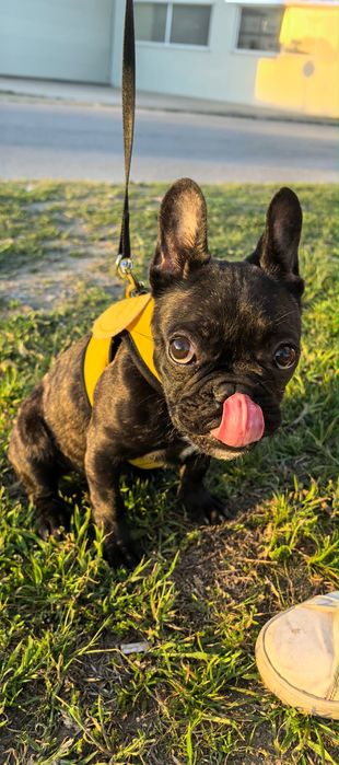 Френски Булдог на 4 месеца