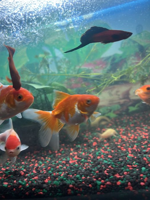 Carasi Oranda/Pesti de acvariu