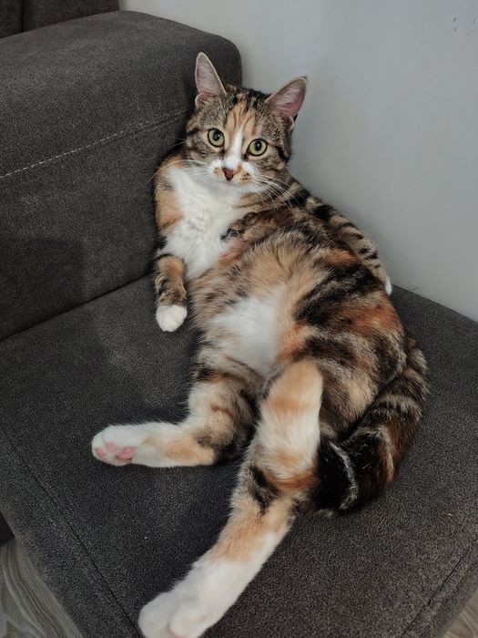 Млада женска котка подарявам