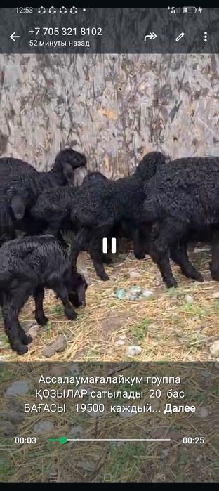 Қой сатылады Продаются бараны, овцы