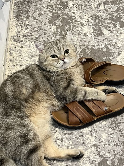 Отдам кота в добрые руки