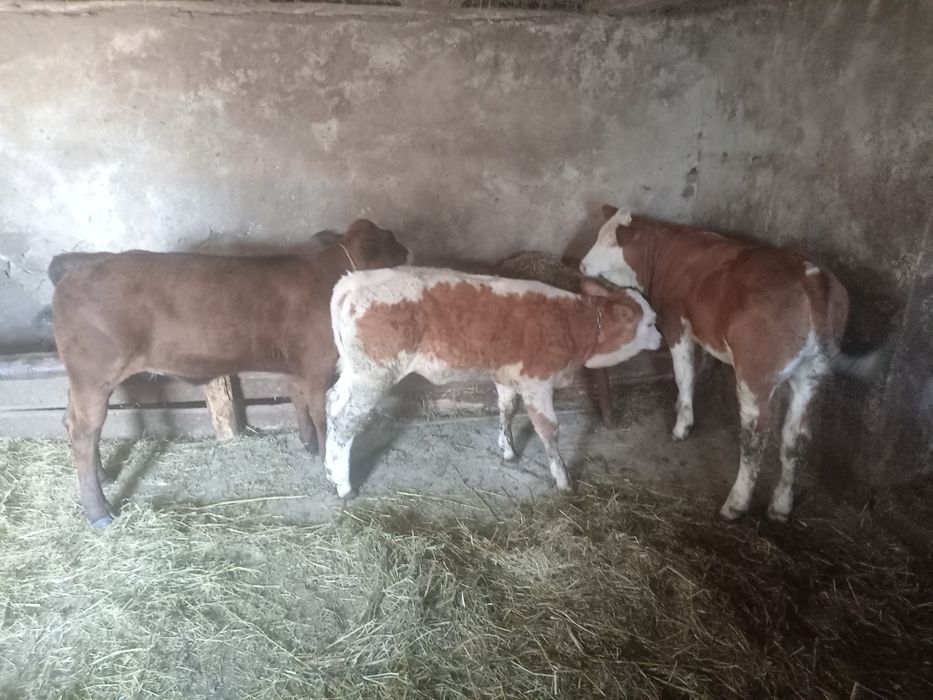 Vând 3 vițele frumoase