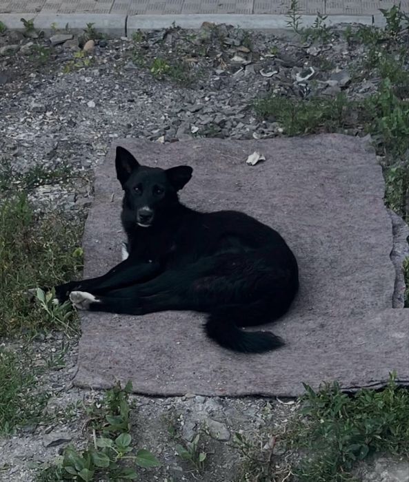 Отдам щенка в добрые руки