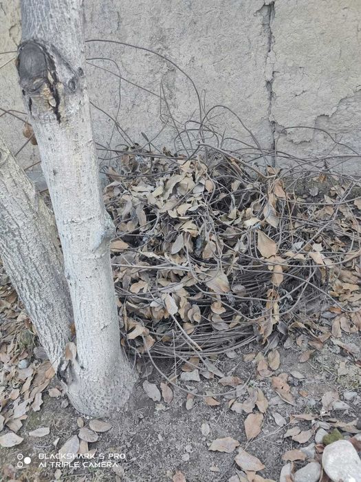 6ка катанка продам или Обмен