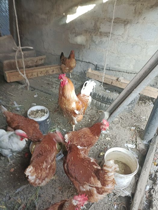 Птица домашния петух