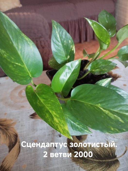 Продам комнатные растения