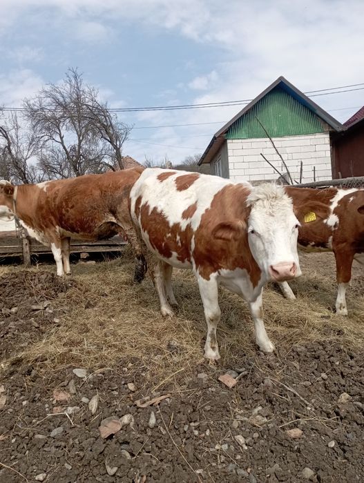 Vaca gestanta de vânzare